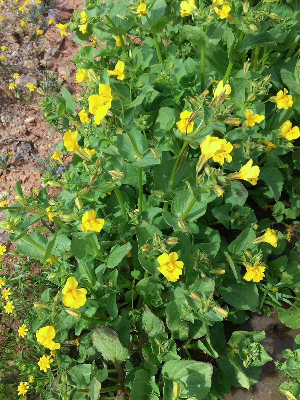 Erythrante guttata, Red Rock Canyon, Kern county