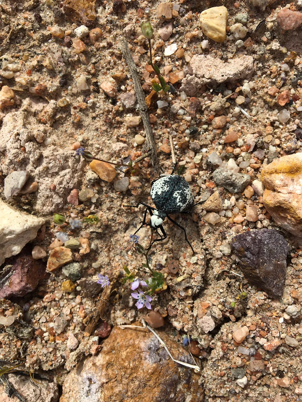 Desert blister beetle, Red Rock Canyon, Kern county