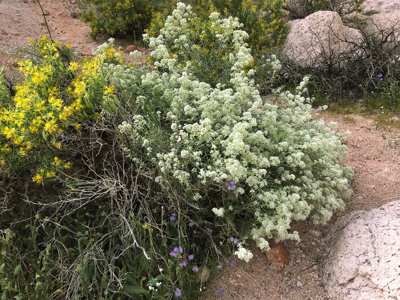 Lepidium fremontii, Red Rock Canyon, Kern county