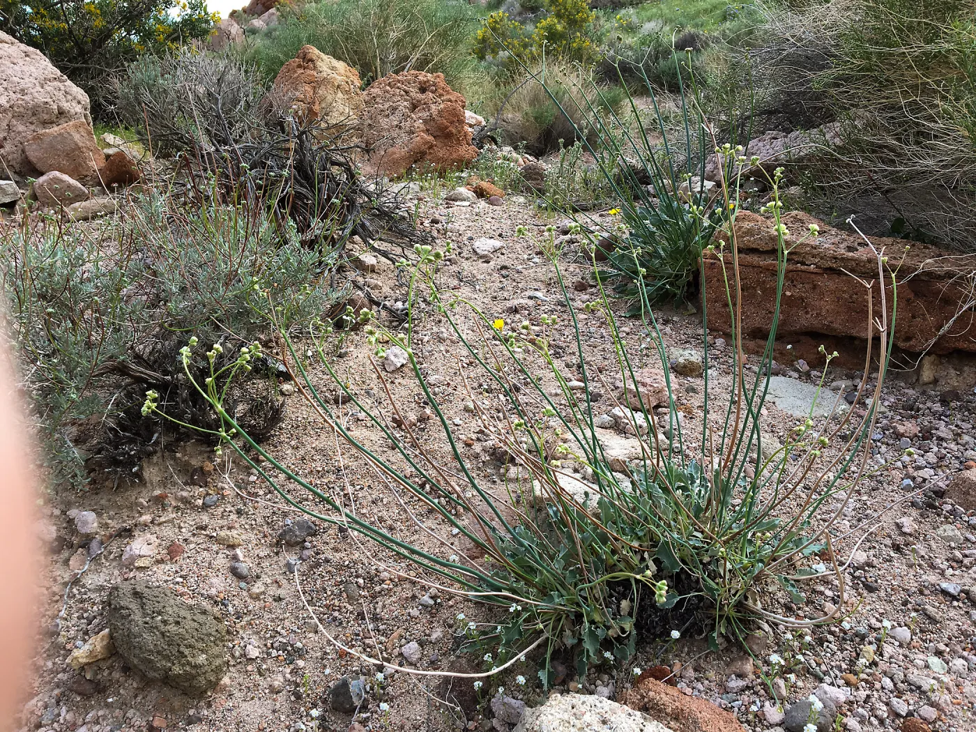 Eriogonum (wild buckwheat) , Red Rock Canyon, Kern county