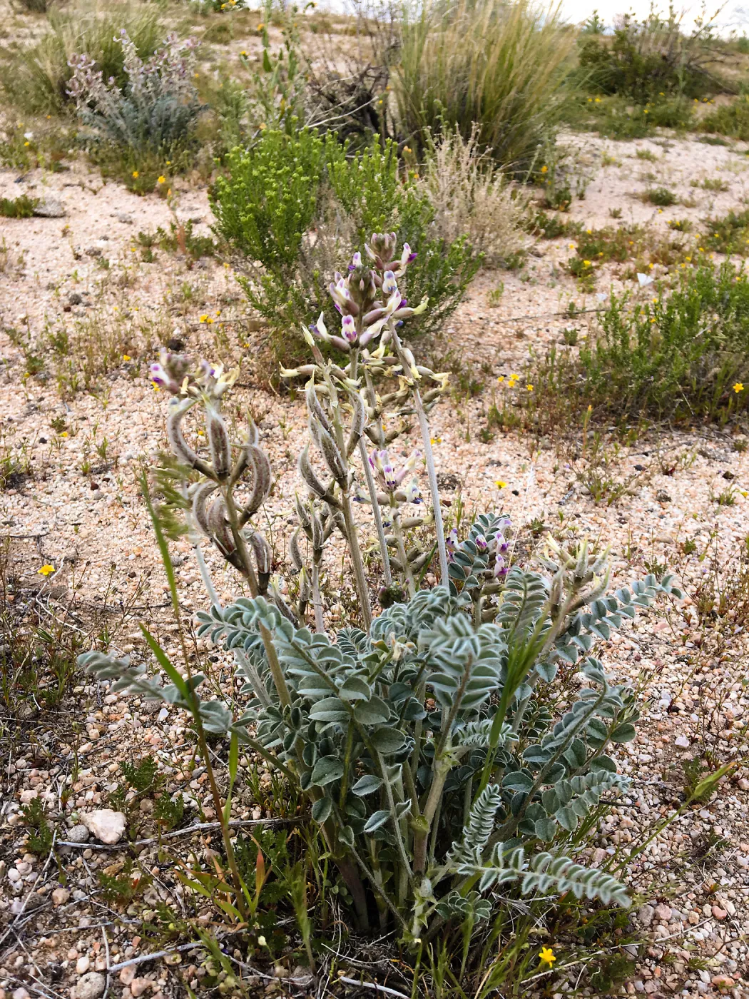 Astragalus, Jawbone Canyon, Kern County
