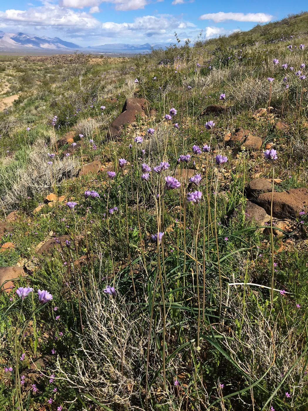 Abundant Dichelostemma capitatum in vicinity of Sheep Spring, south of Ridgecrest CA