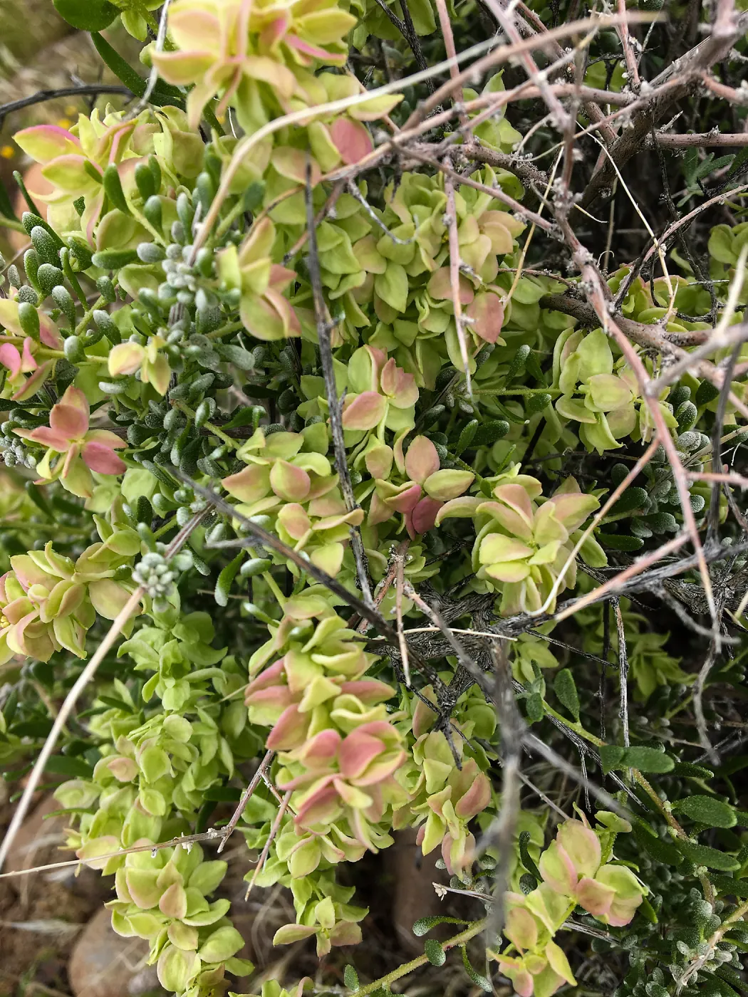 Atriplex canescens in vicinity of Sheep Spring, south of Ridgecrest CA