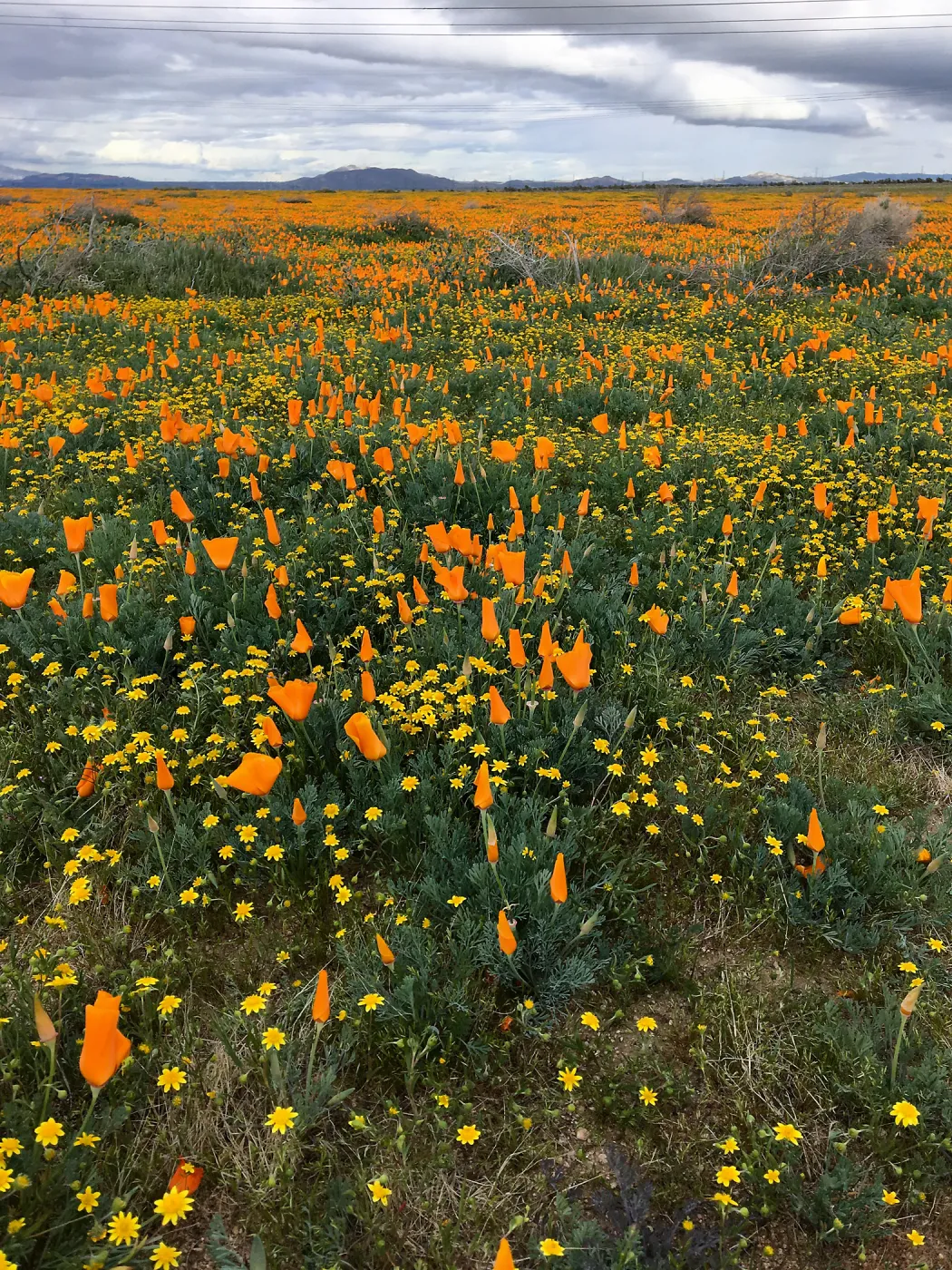 Poppy fields along Ave A, west of Lancaster CA