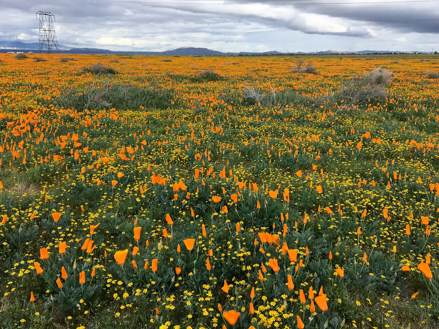 Poppy fields along Ave A, west of Lancaster CA