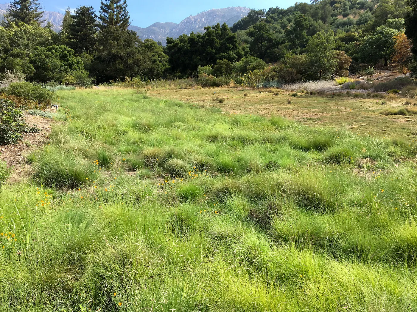 Bouteloua gracilis in Meadow