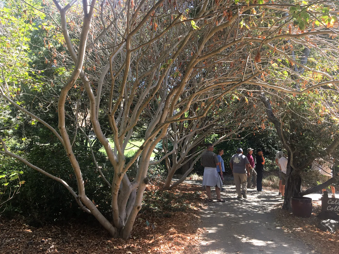 Leaning Pine Arboretum, Cal Poly San Luis Obispo