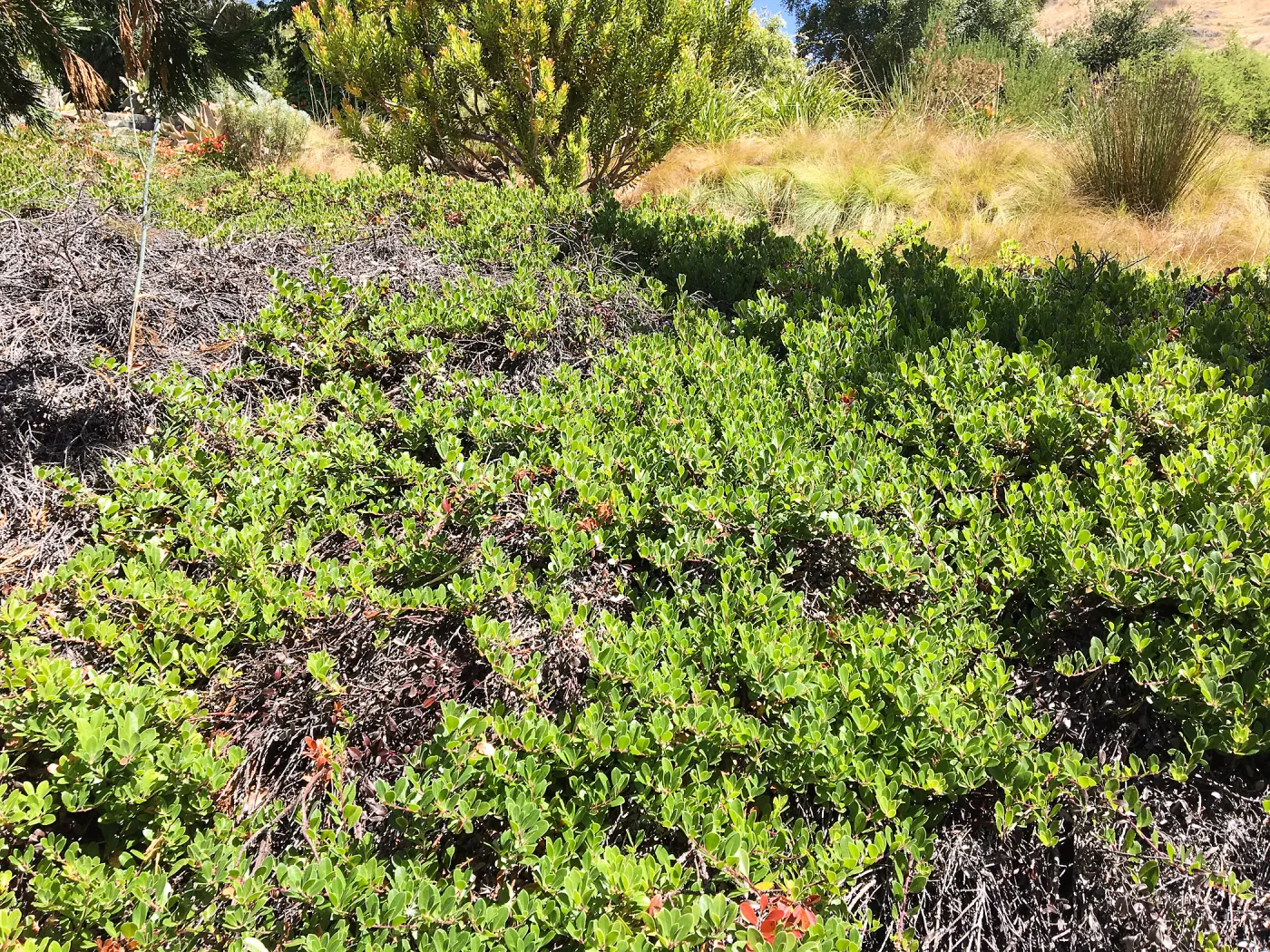 Leaning Pine Arboretum, Cal Poly San Luis Obispo, Arctostaphylos Green Supreme