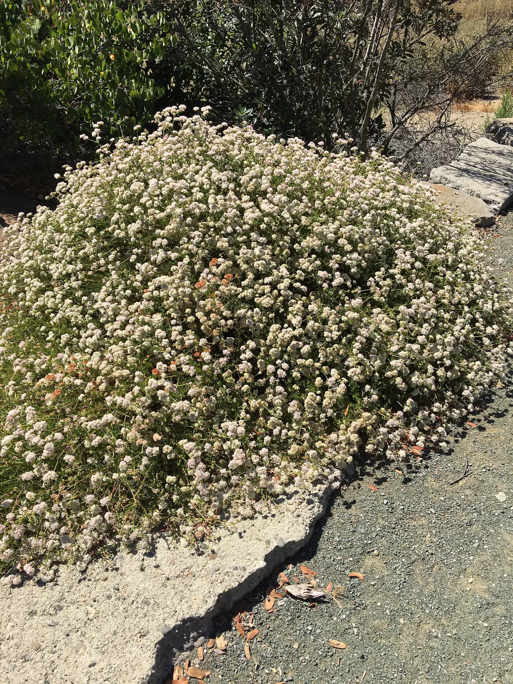 Eriogonum fasciculatum at Leaning Pine Arboretum, Cal Poly San Luis Obispo