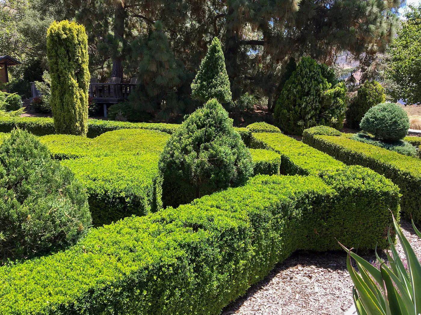 Clipped hedges at Leaning Pine Arboretum, Cal Poly San Luis Obispo