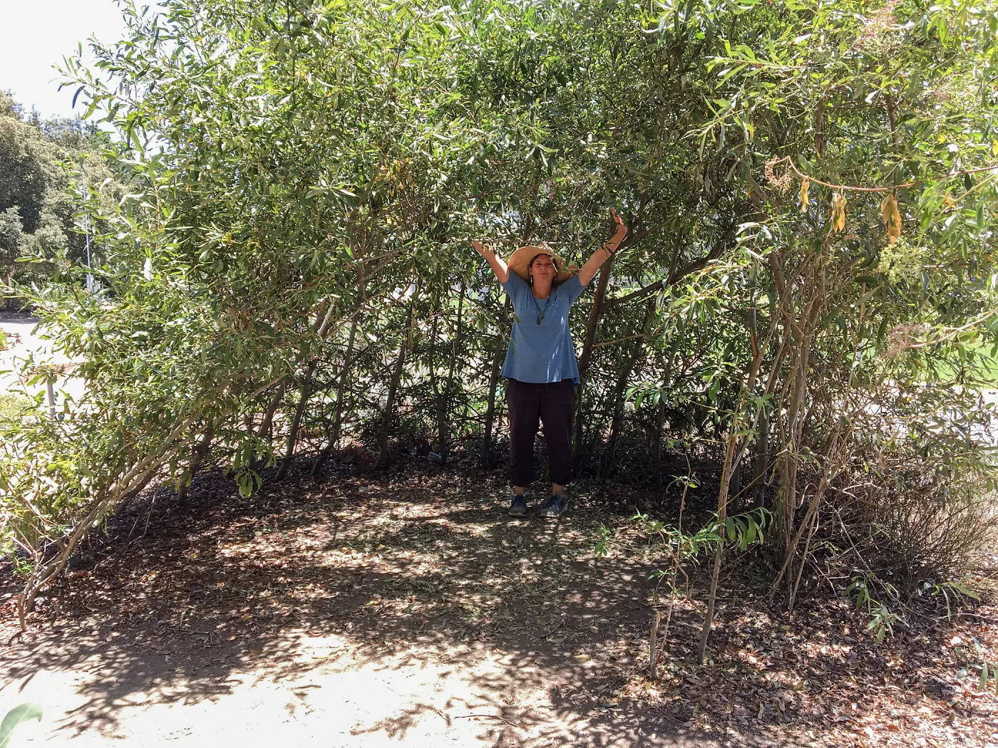 Willow structure at San Luis Obispo Botanic Garden