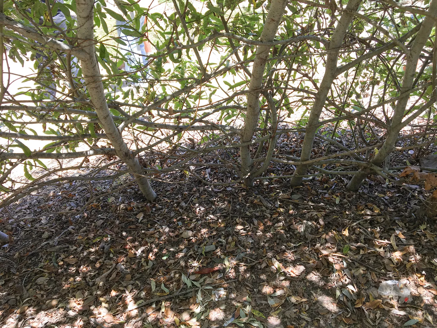Willow structure at San Luis Obispo Botanic Garden