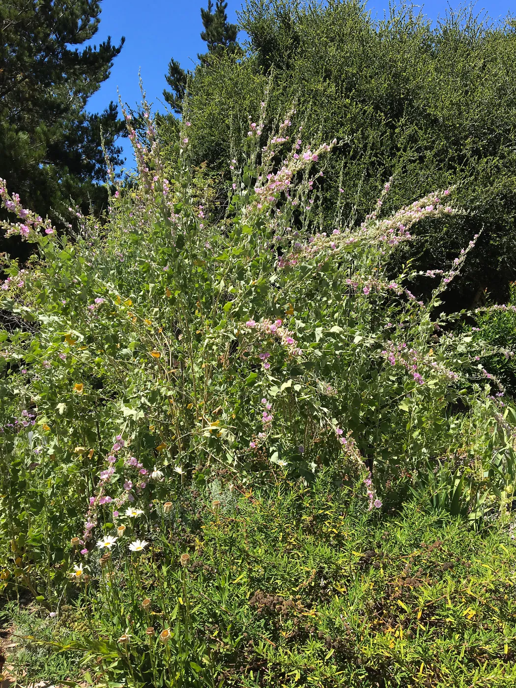 Malacothamnus at San Luis Obispo Botanic Garden, Childrens Garden