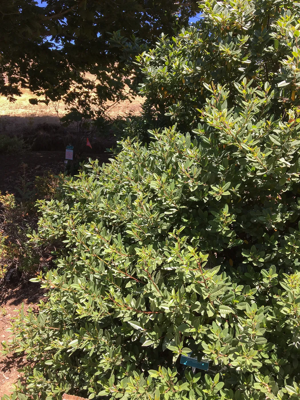San Luis Obispo Botanic Garden, Frangula californica