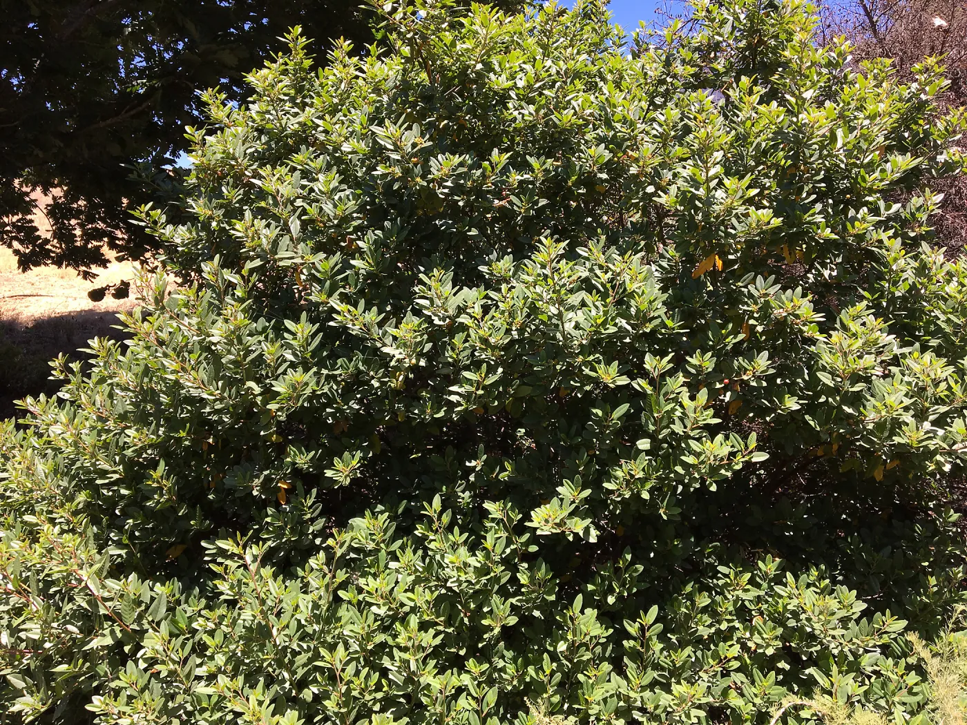 San Luis Obispo Botanic Garden, Frangula californica