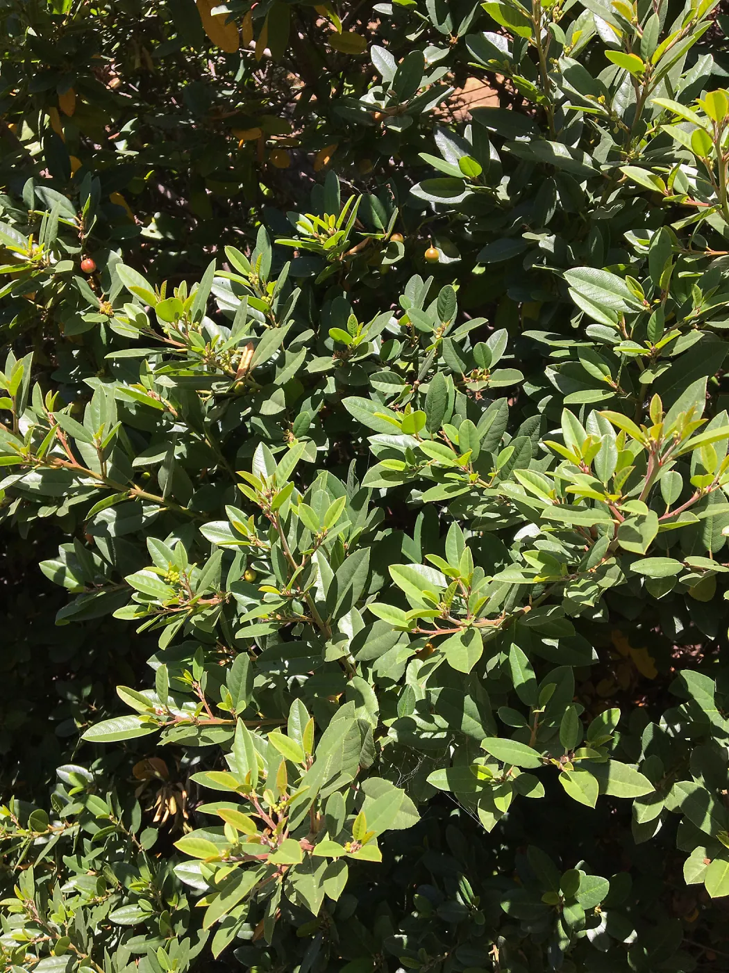 San Luis Obispo Botanic Garden, Frangula californica