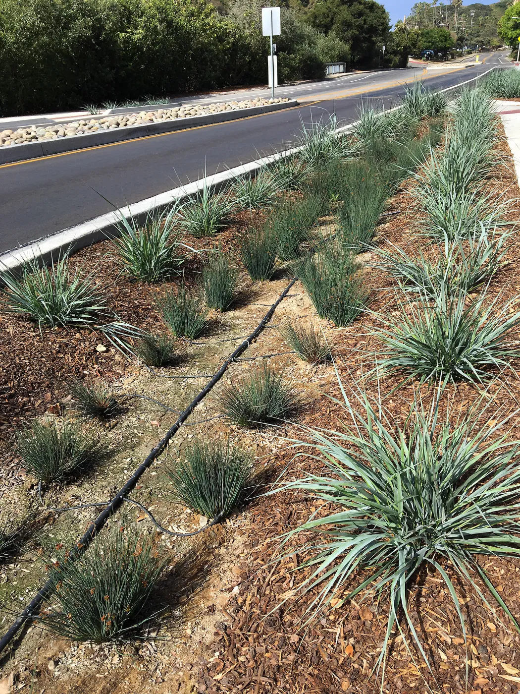 Roundabout at Las Positas and Cliff Drive, Leymus Canyon Prince
