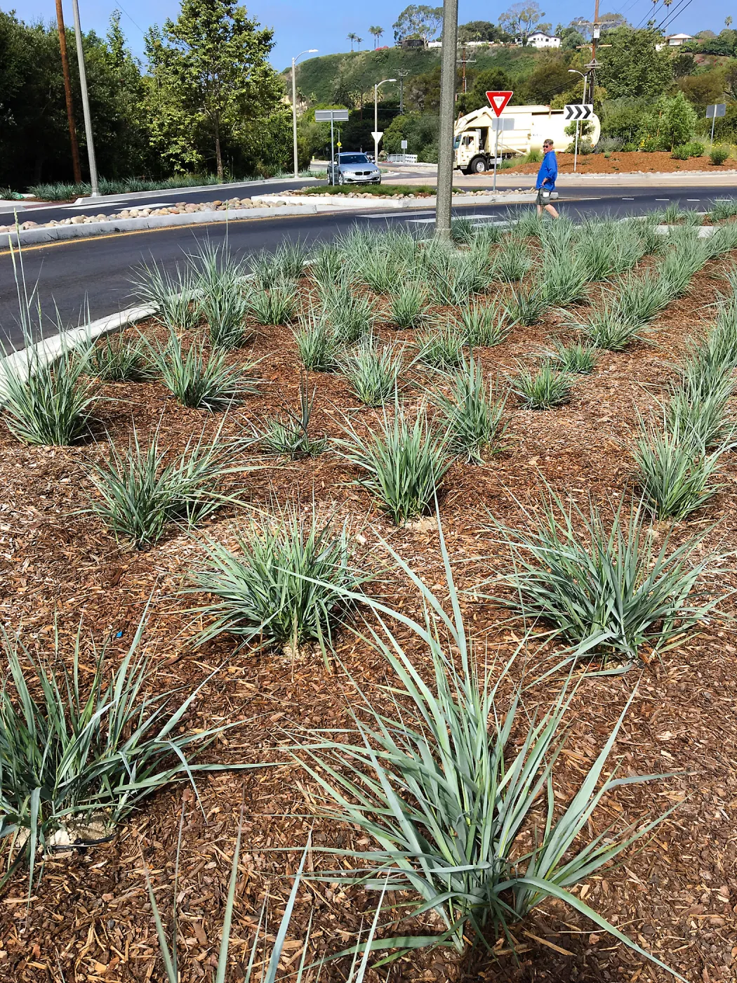 Roundabout at Las Positas and Cliff Drive, Leymus Canyon Prince