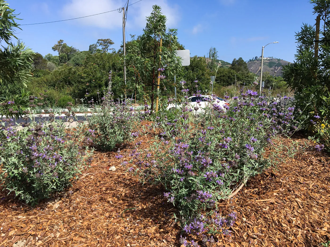 Roundabout at Las Positas and Cliff Drive, Salvia (Sage) Allen Chickering