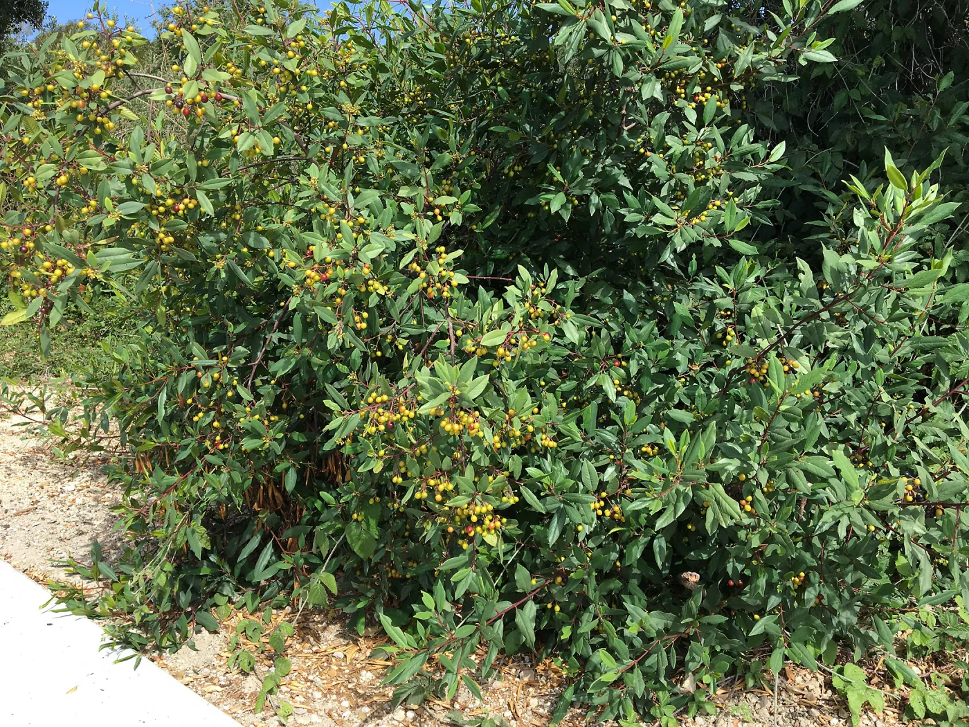 Frangula californica in natural vegetation ajacent to round-about at Los Positas Rd