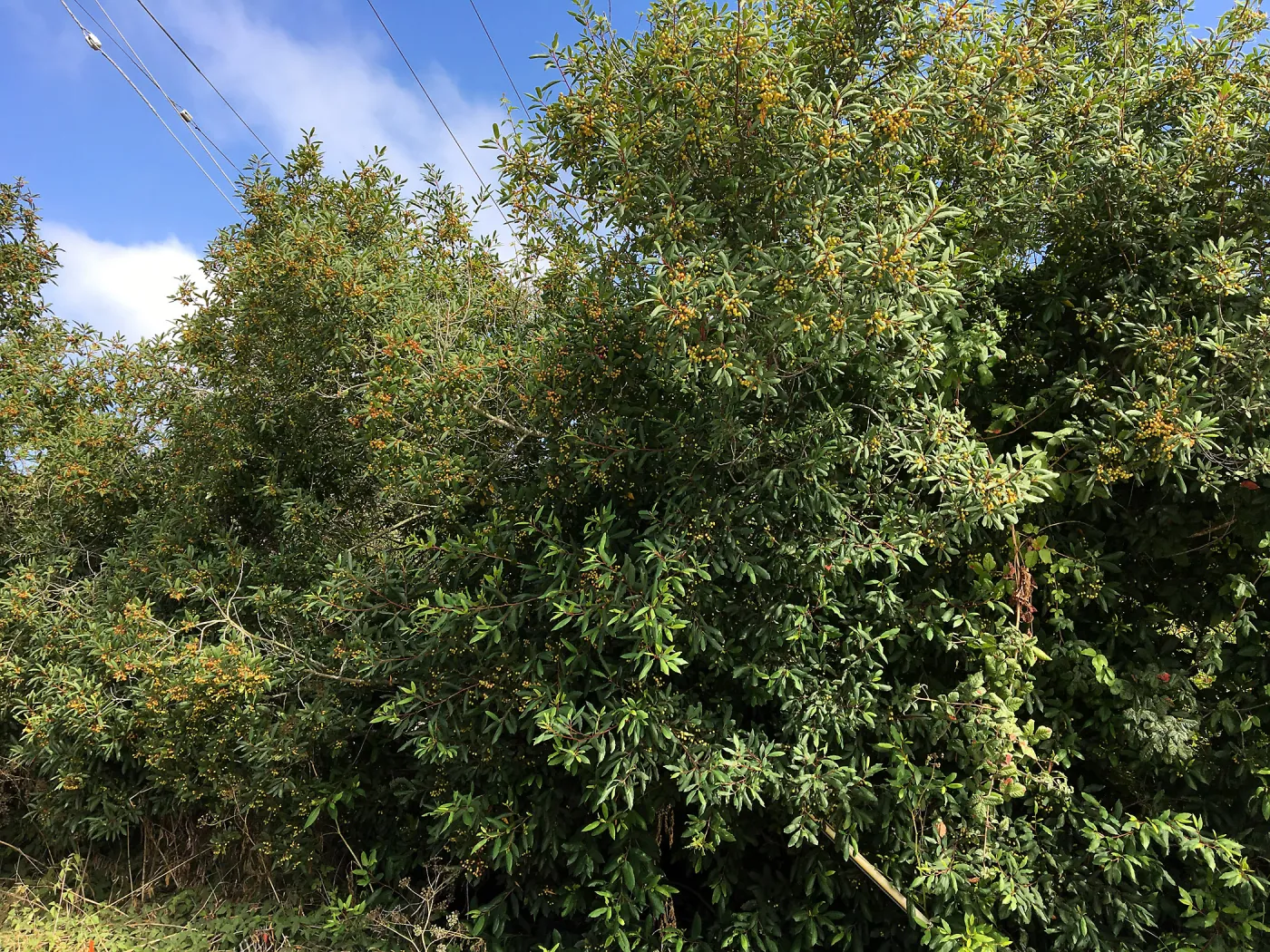 Frangula californica in natural vegetation ajacent to round-about at Los Positas Rd