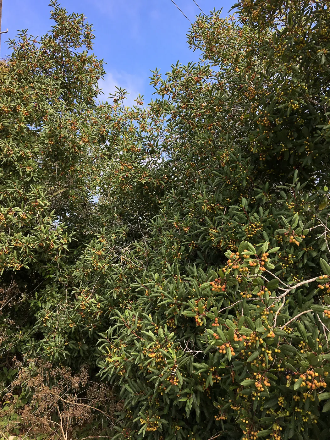 Frangula californica in natural vegetation ajacent to round-about at Los Positas Rd