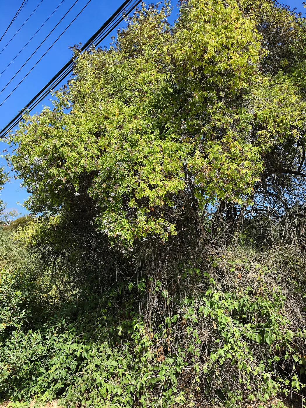 Sambucus racemosa in natural vegetation ajacent to round-about at Los Positas Rd