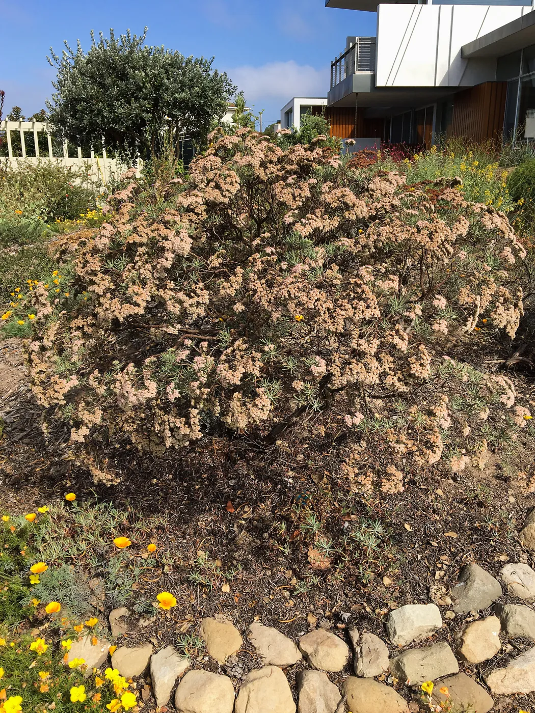 Native plant garden on Oliver Road, Santa Barbara CA. Eriogonum arborescens