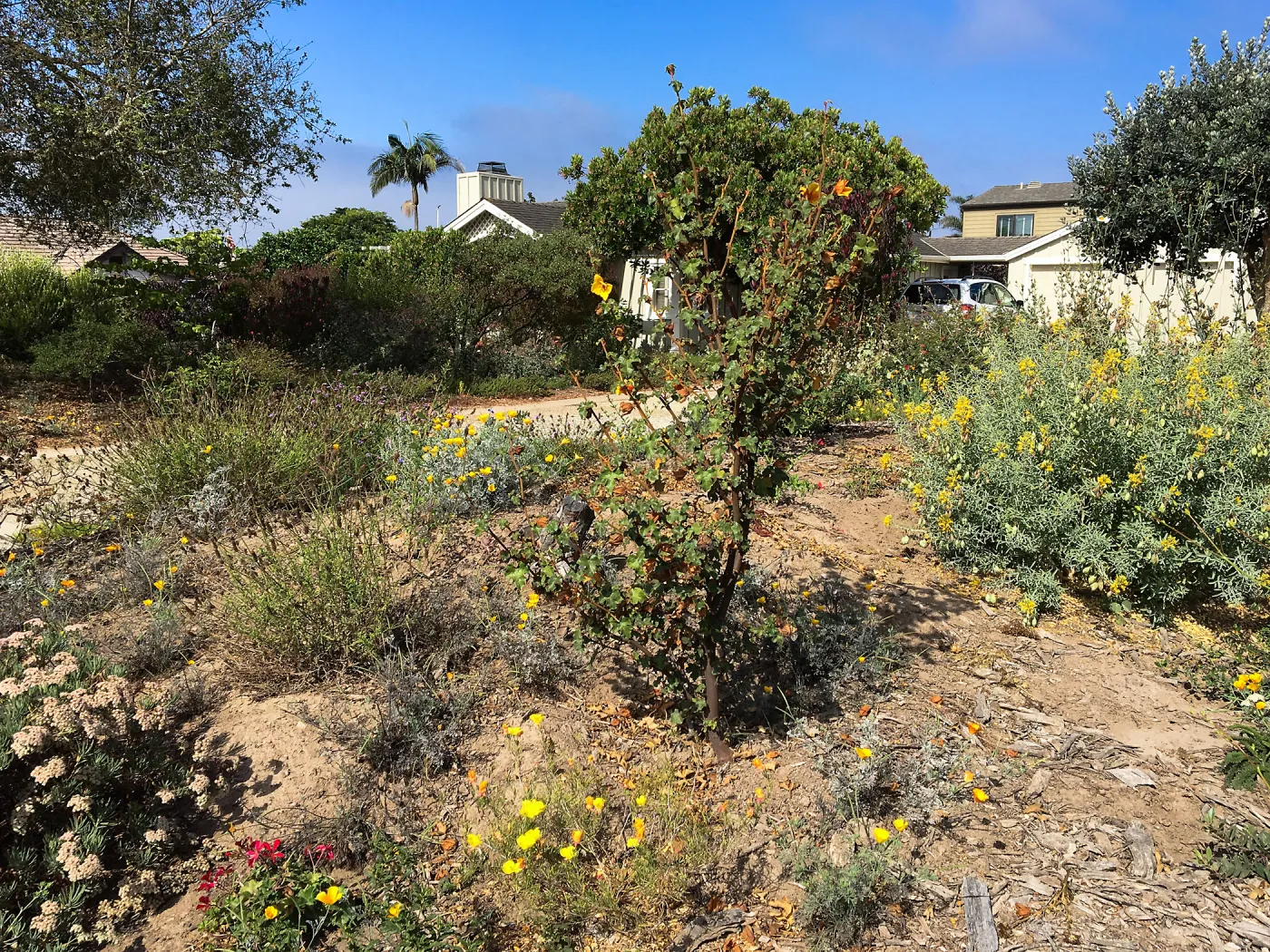 Native plant garden on Oliver Road, Santa Barbara CA. Fremontodendron
