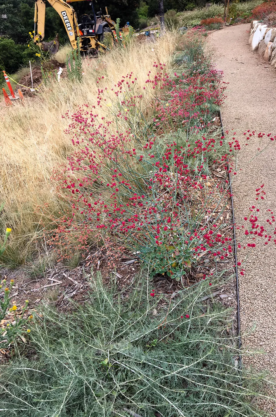 PCC Slope Eriogonum grande Rubescens