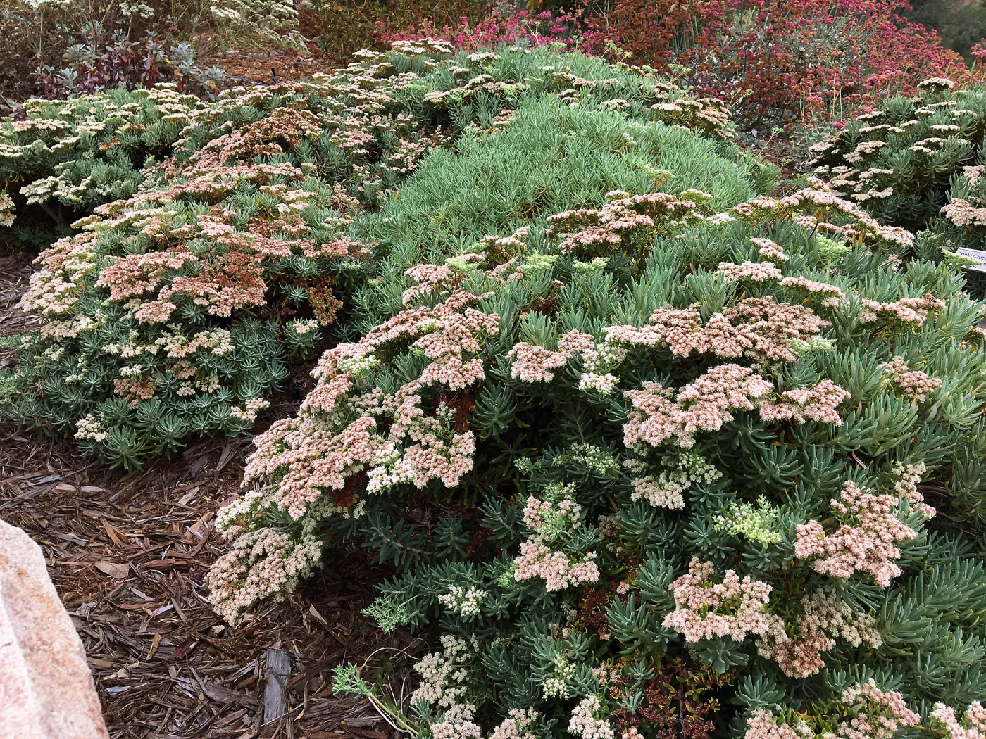 PCC, Eriogonum arborescens