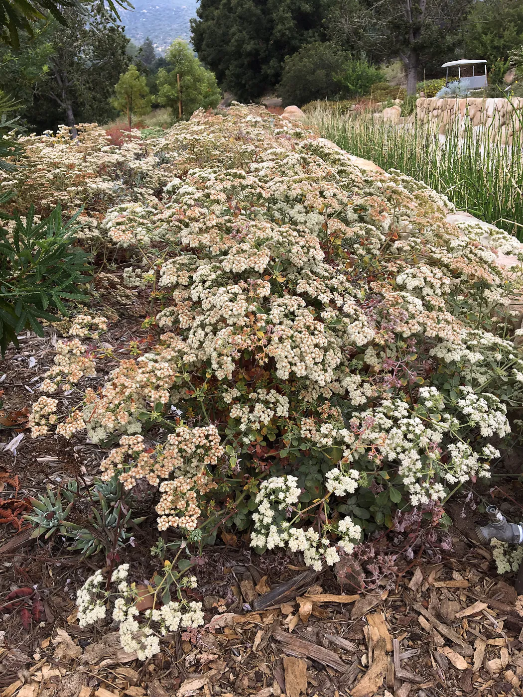 PCC, Eriogonum arborescens