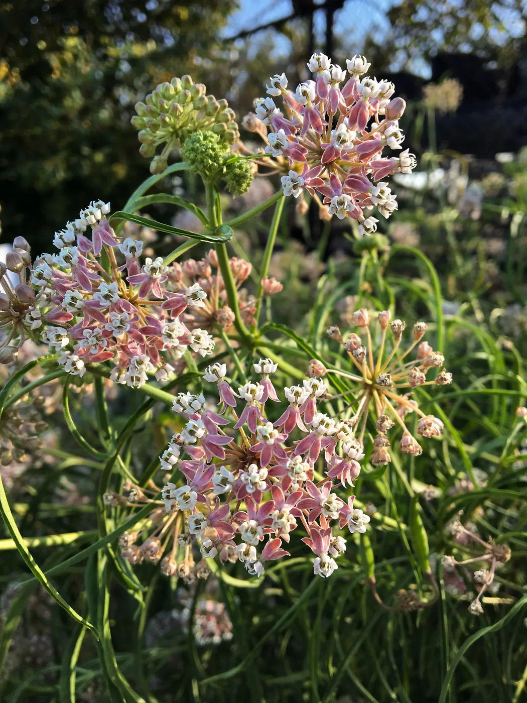 Asclepias fascicularis 