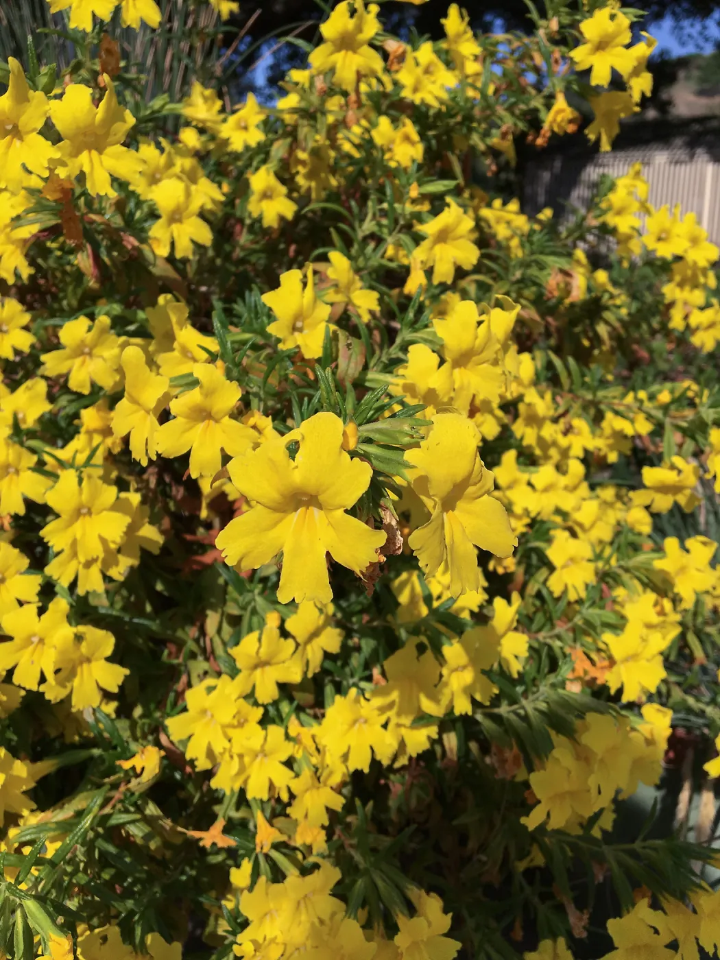 Diplacus Jelly Bean Lemon, in pots in courtyard