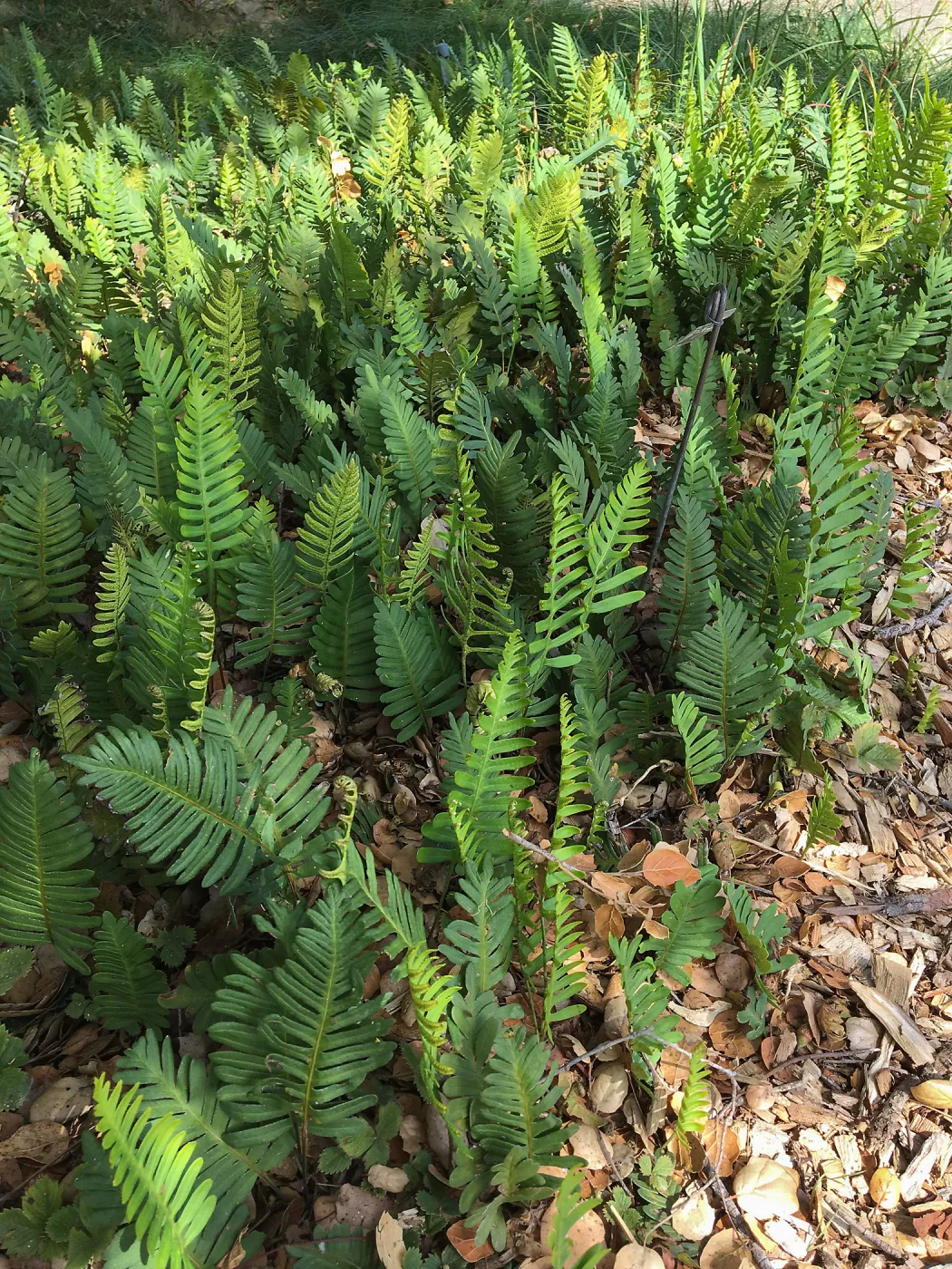 Polypodium californicum hybrid at pond