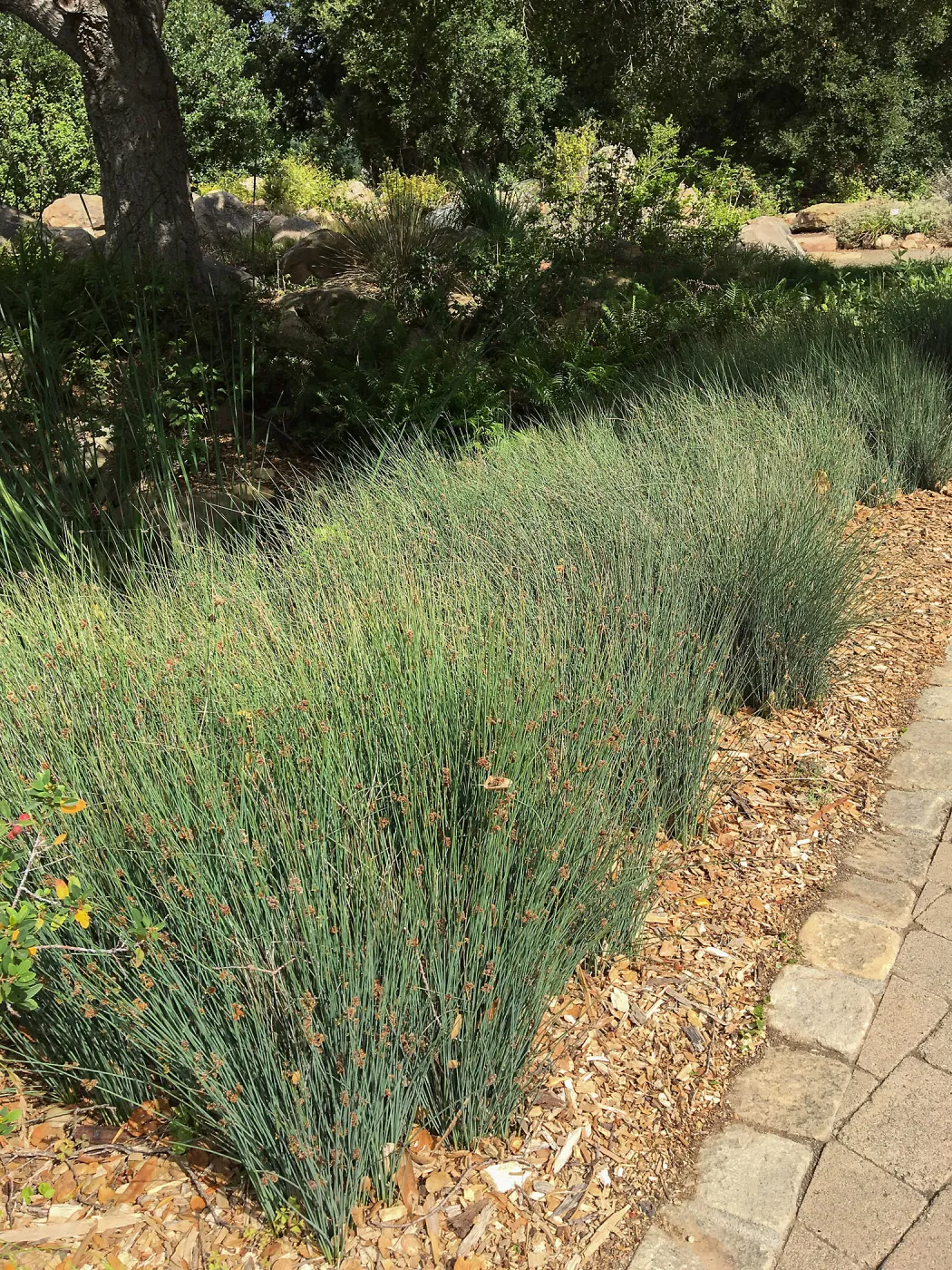 Juncus patens at the pond