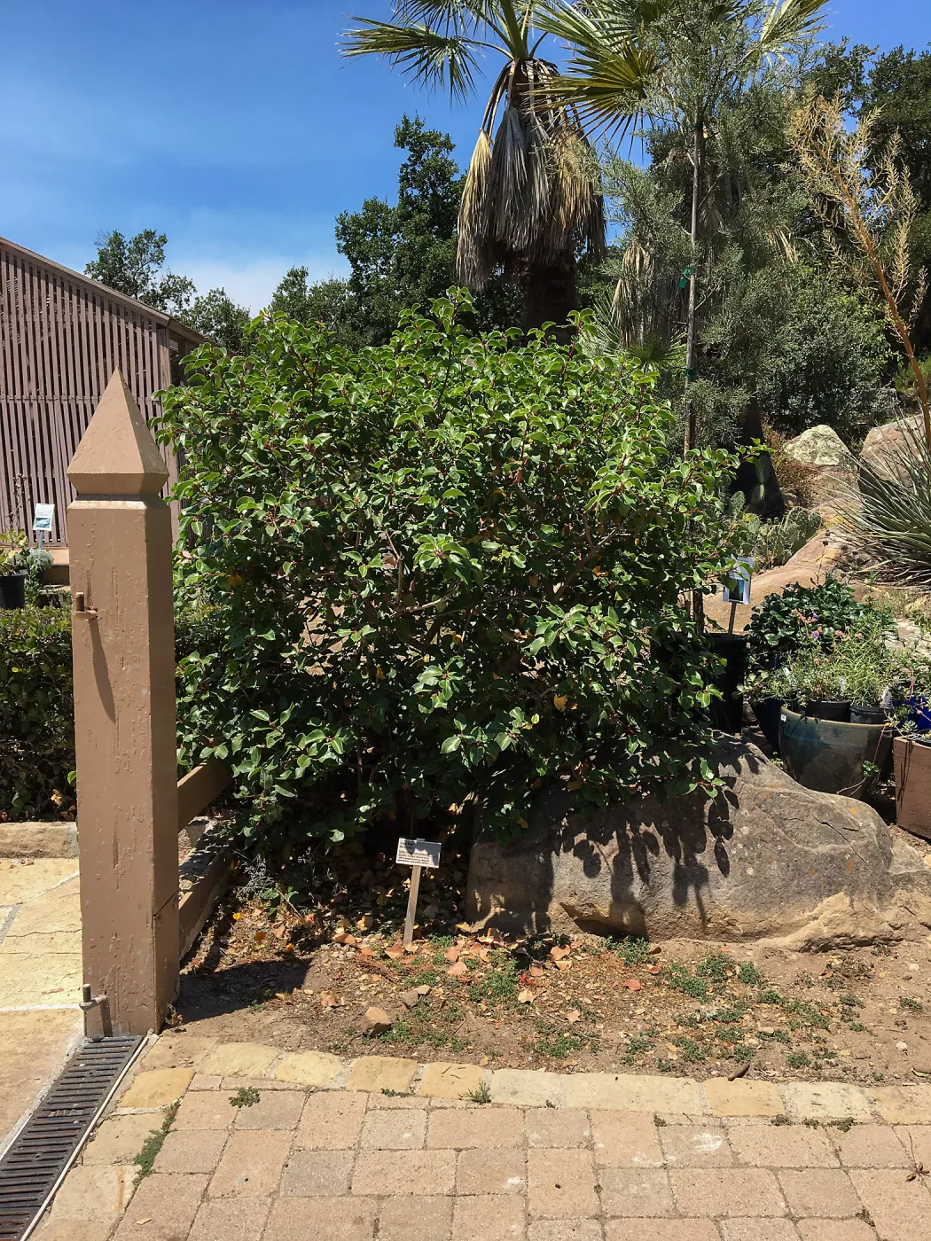 Rhus ovata at Courtyard entrance