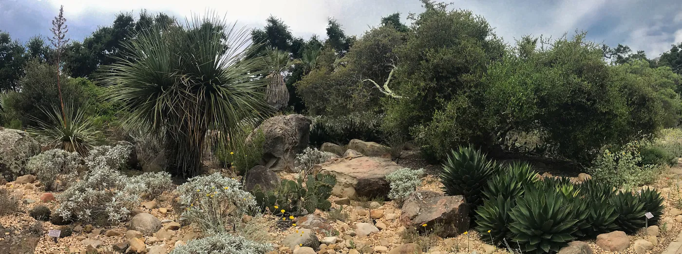 Desert Section