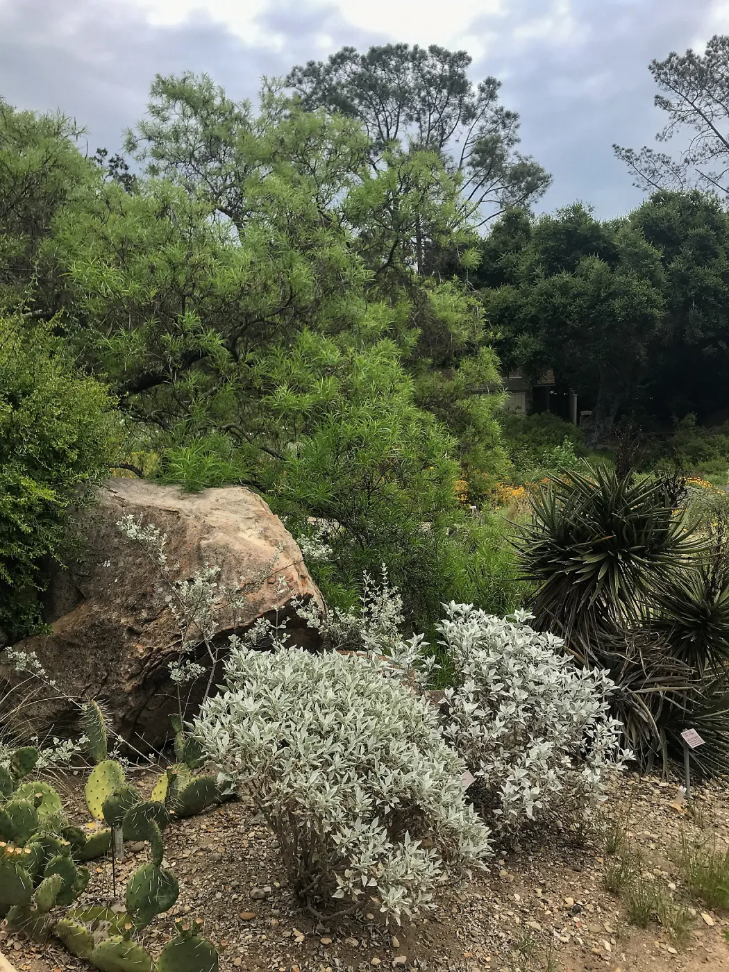 Desert Section
