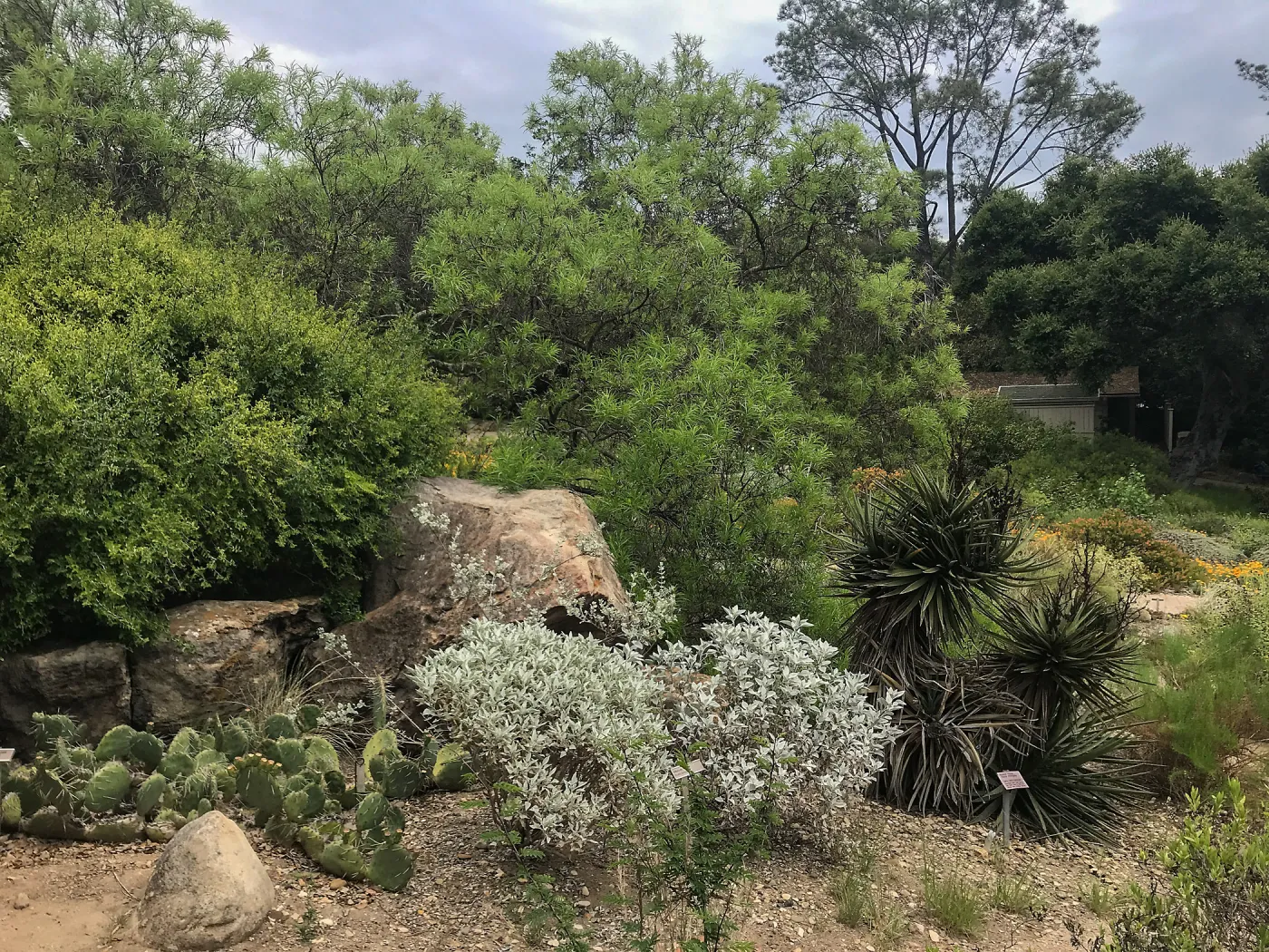 Desert Section