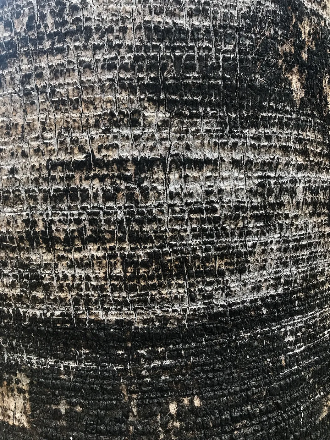 Detail of Washingtonia filifera Palm trunk scarred by the Jesusita Fire
