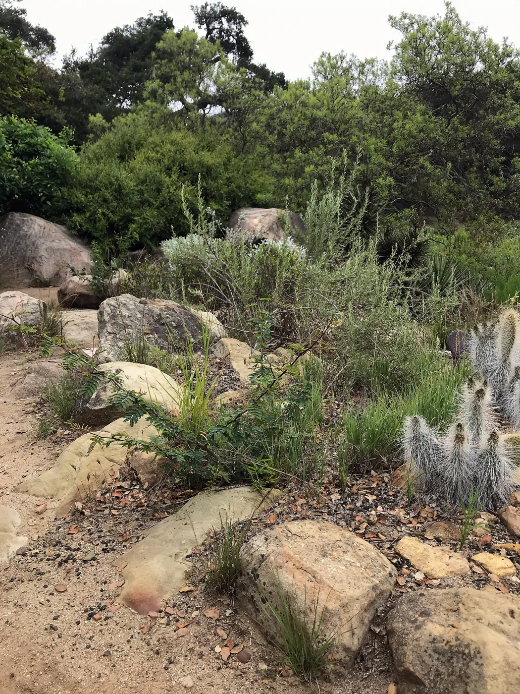 Desert Section
