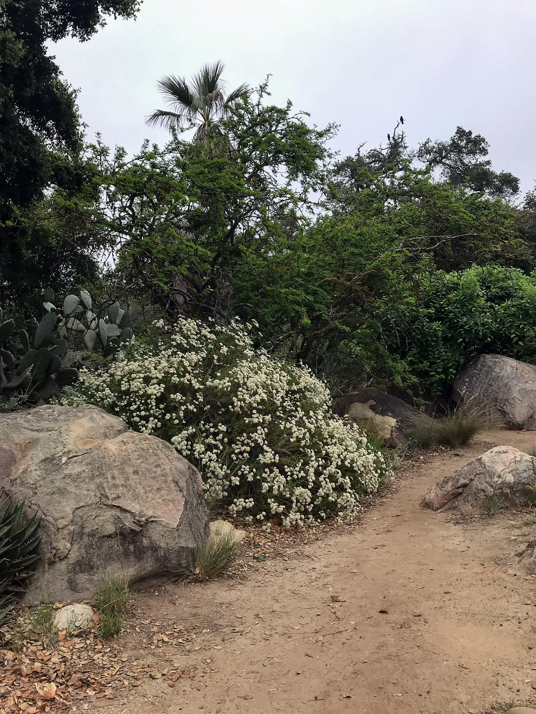 Desert Section