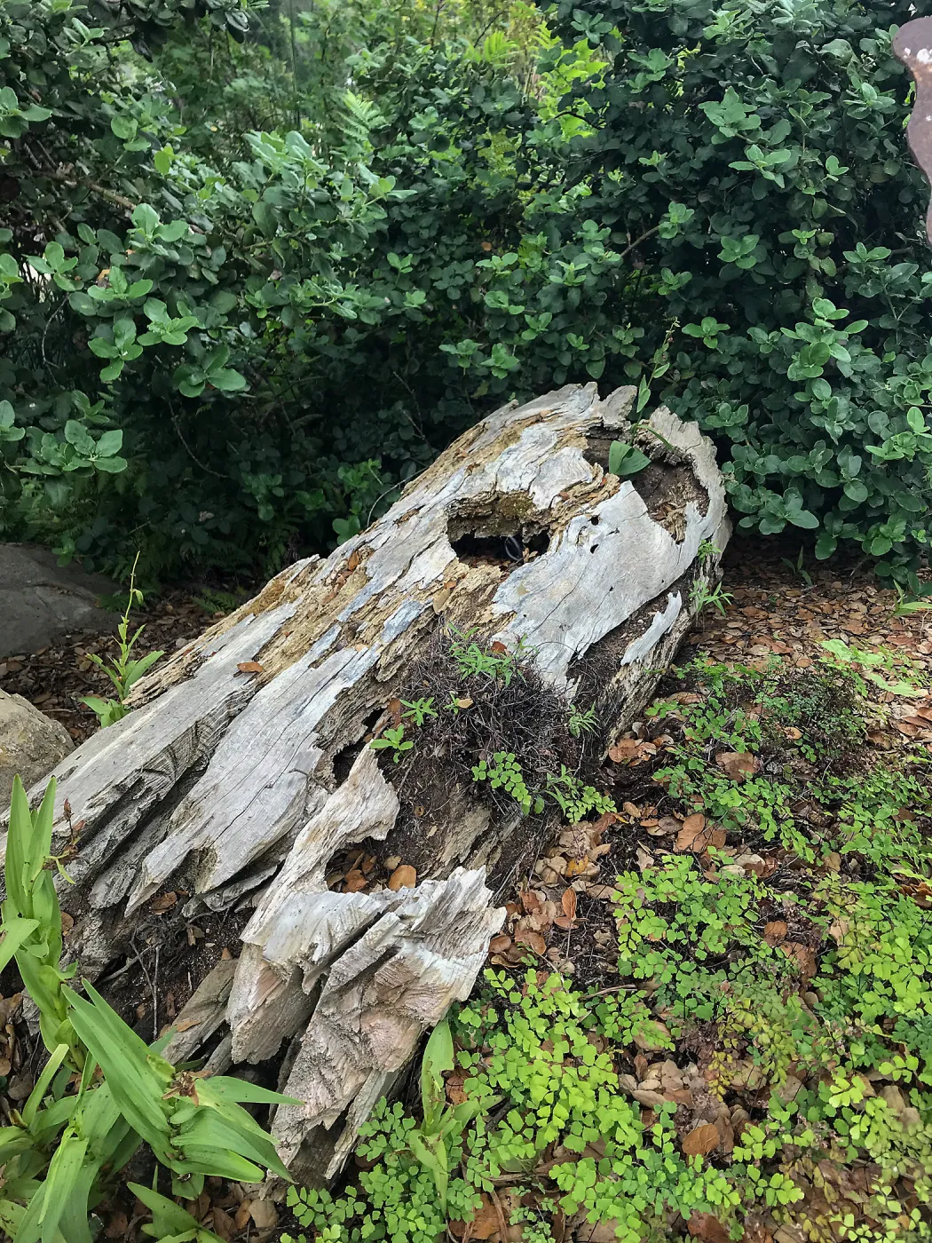 Decomposing log in the Orchid Display