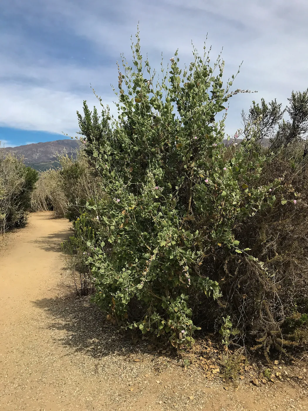 Carpinteria Bluffs and Marsh Field Trip
