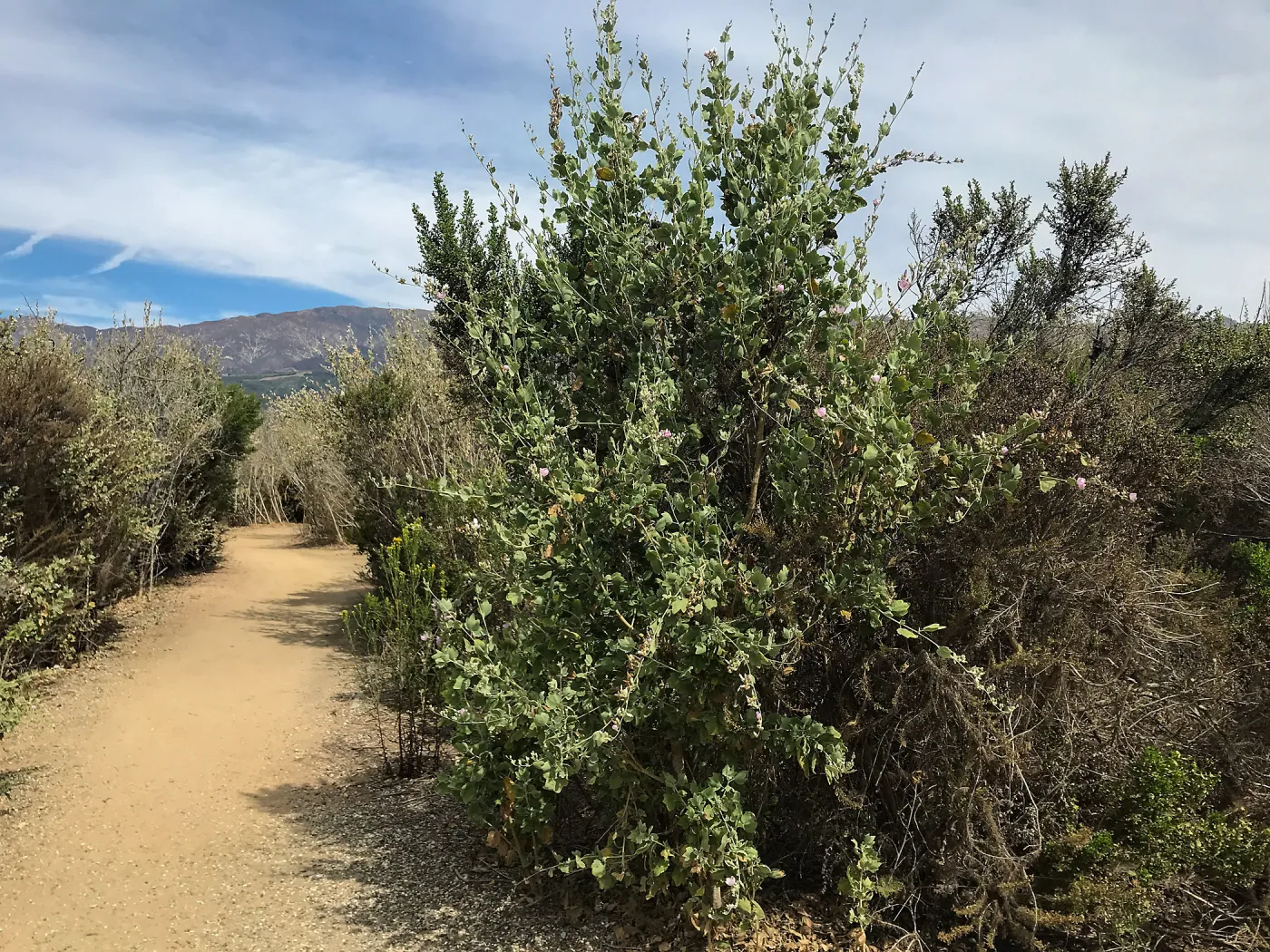 Carpinteria Bluffs and Marsh Field Trip