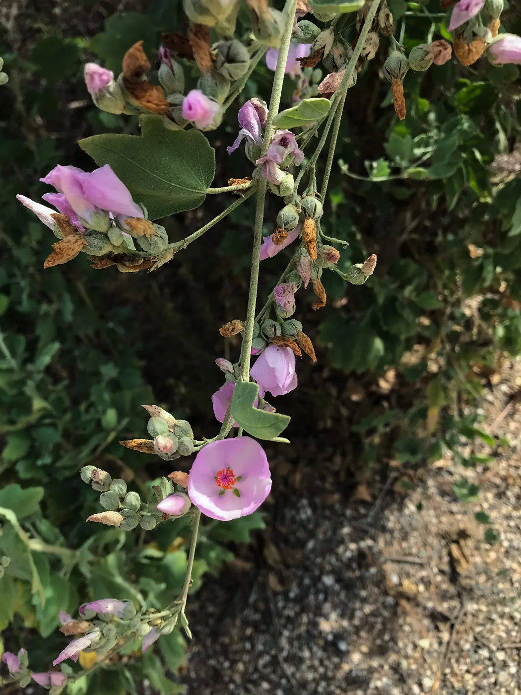 Carpinteria Bluffs and Marsh Field Trip