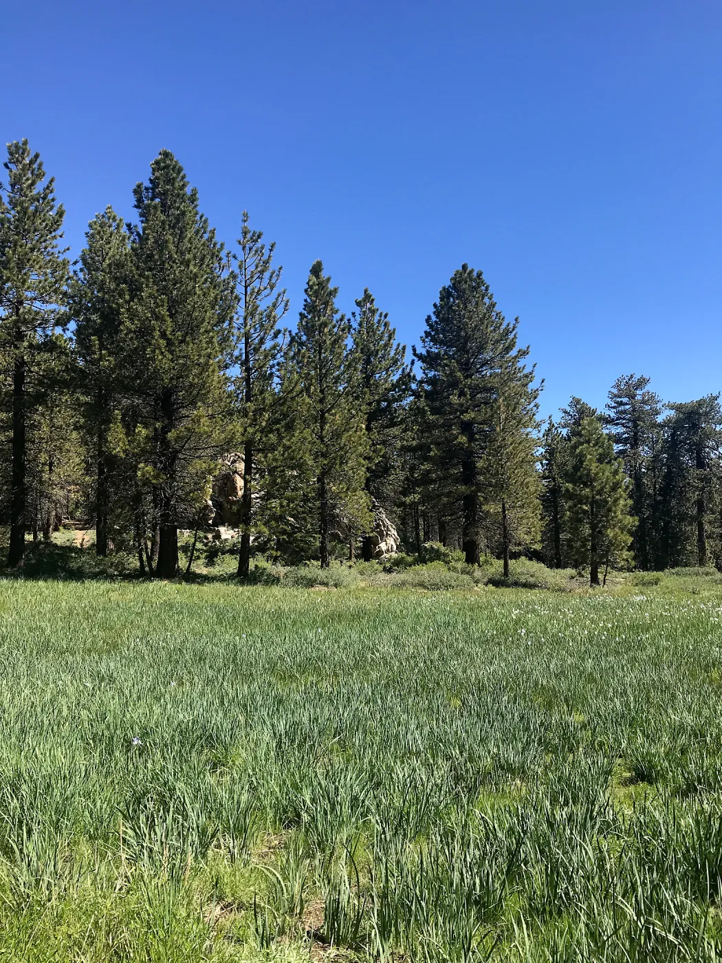 Mt. PiÃ±os field trip, Iris meadow