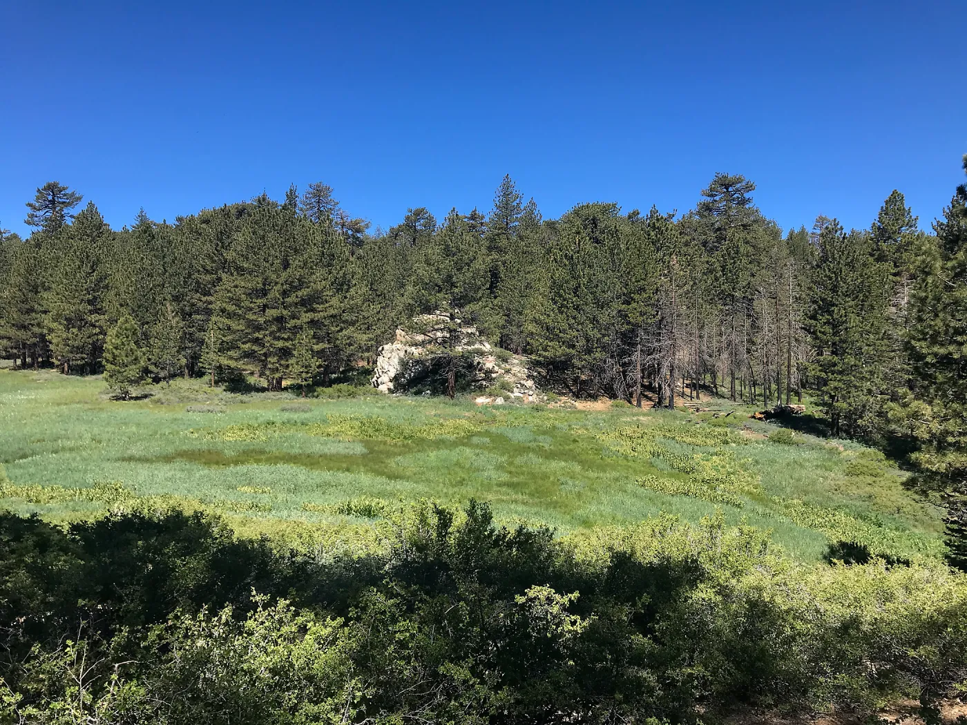 Mt. PiÃ±os field trip, Iris meadow