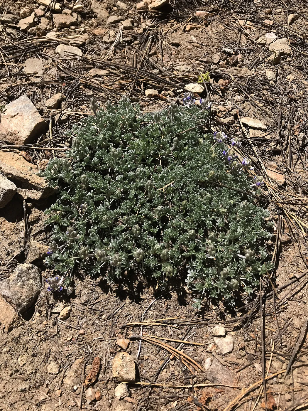 Mt. PiÃ±os field trip